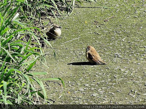 105.1.31 新竹公園-斑文鳥(幼鳥).JPG