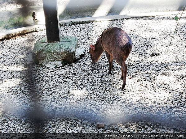 105.2.13 新竹市立動物園-山羌.JPG