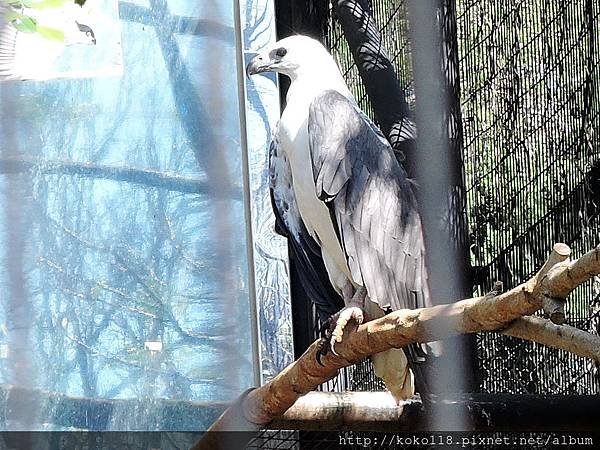 105.2.13 新竹市立動物園-白腹海雕 1.JPG