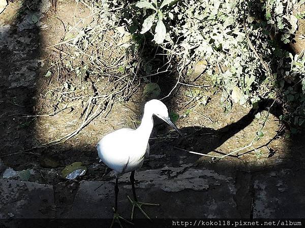 105.2.13 新竹市立動物園-白鷺鷥.JPG