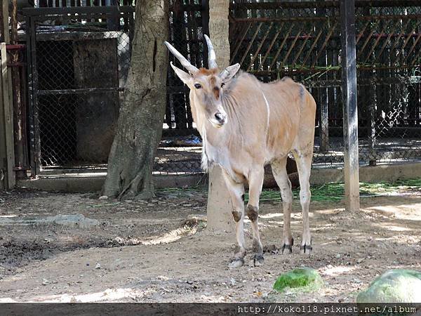 105.2.13 新竹市立動物園-伊蘭羚羊.JPG