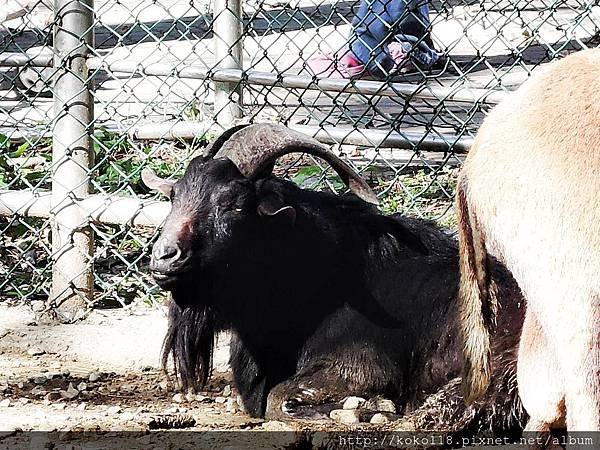 105.2.13 新竹市立動物園-羊.JPG