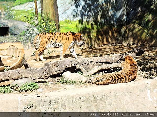 105.2.13 新竹市立動物園-孟加拉虎1.JPG