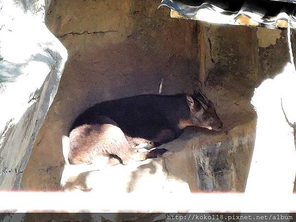 105.2.13 新竹市立動物園-長鬃山羊.JPG