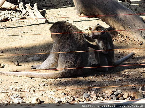 105.2.13 新竹市立動物園-馬來猴2.JPG