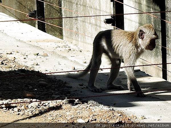 105.2.13 新竹市立動物園-馬來猴4.JPG