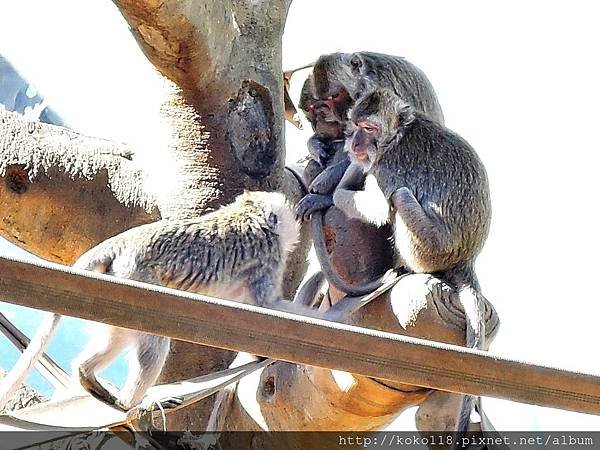 105.2.13 新竹市立動物園-馬來猴7.JPG