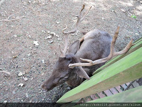 105.2.13 新竹市立動物園-梅花鹿.JPG