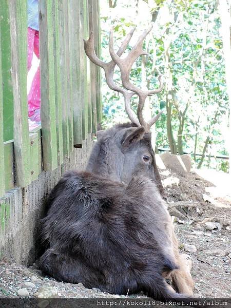 105.2.13 新竹市立動物園-梅花鹿1.JPG