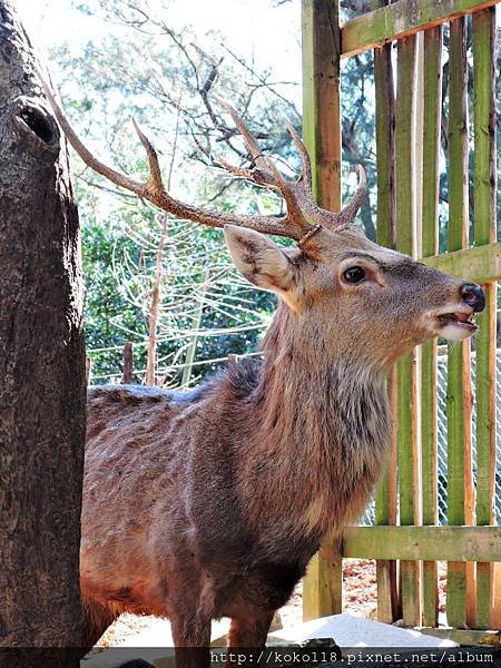 105.2.13 新竹市立動物園-梅花鹿2.JPG