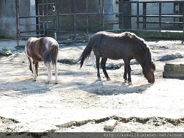 105.2.13 新竹市立動物園-矮種馬.JPG