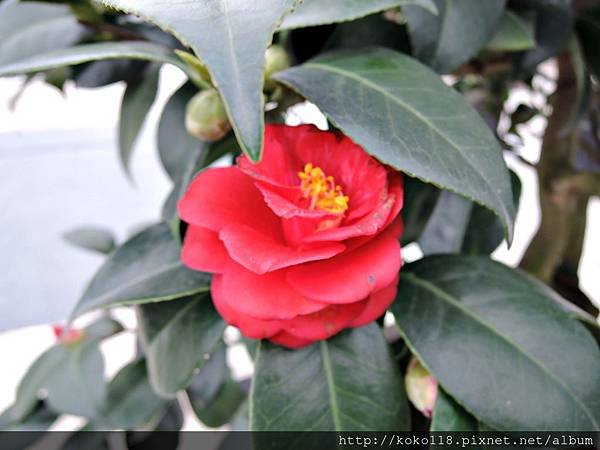 105.2.21 絕妙好茶-新竹公園茶花展37.JPG