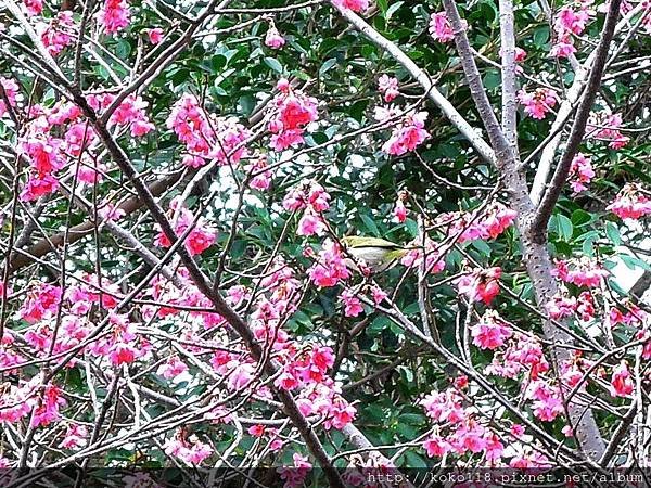 105.2.21 新竹公園-山櫻花,綠繡眼9.JPG