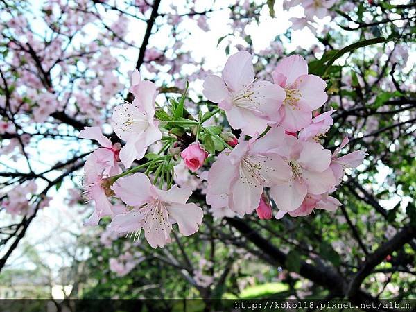 105.2.28 新竹公園-河津櫻31.JPG