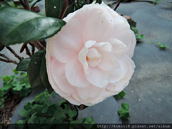 105.2.29 博愛小憩-茶花6.JPG