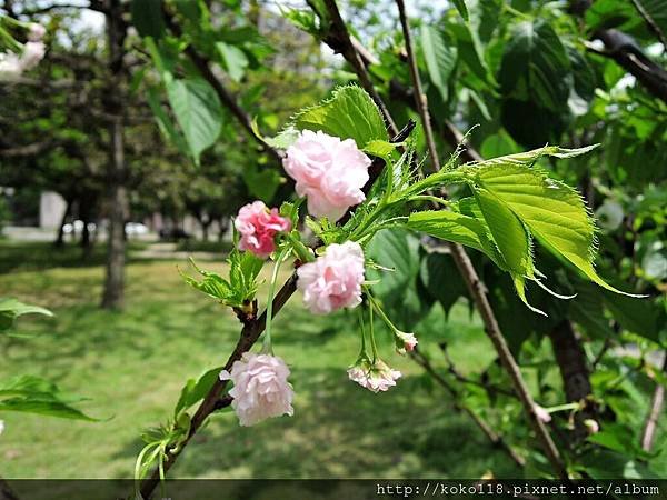 105.4.23 新竹公園-松月櫻1.JPG