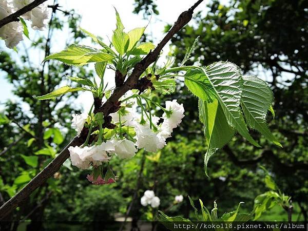 105.4.23 新竹公園-松月櫻4.JPG