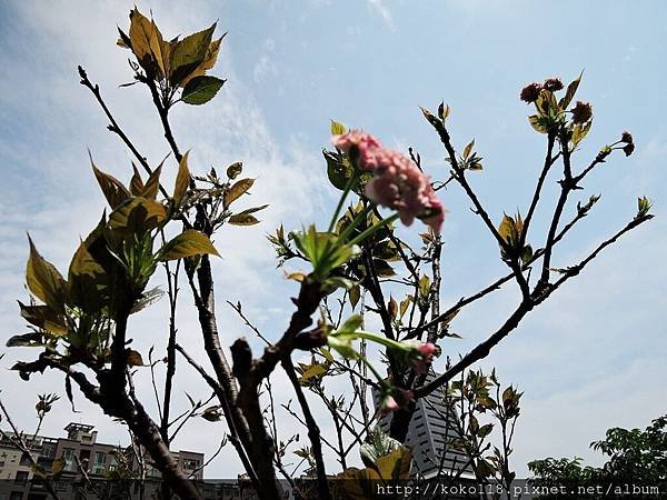 105.4.23 新竹公園-楊貴妃櫻.JPG