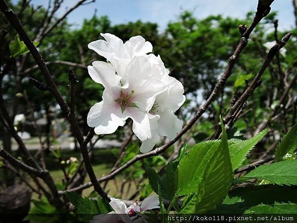 105.4.23 新竹公園-大島櫻.JPG