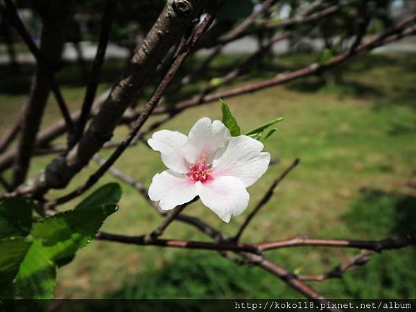 105.4.23 新竹公園-大島櫻2.JPG