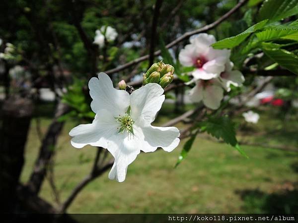 105.4.23 新竹公園-大島櫻3.JPG