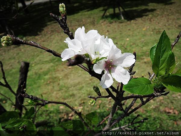 105.4.23 新竹公園-大島櫻4.JPG