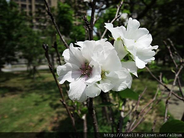 105.4.23 新竹公園-大島櫻5.JPG