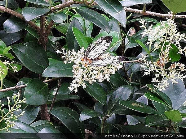 105.4.30 新竹公園-石牆蝶1.JPG