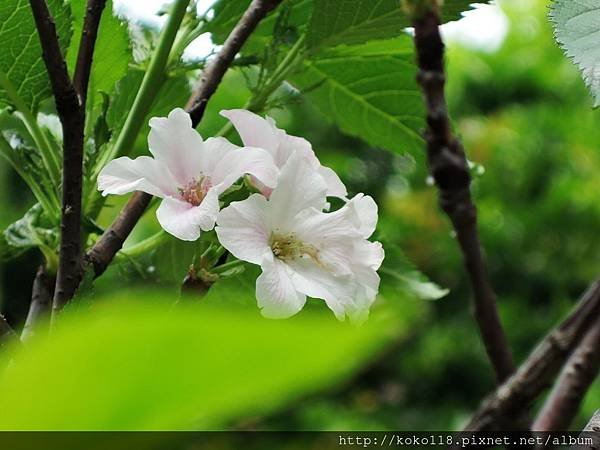 105.4.30 新竹公園-大島櫻1.JPG