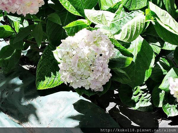 105.5.28 博愛小憩-繡球花.JPG