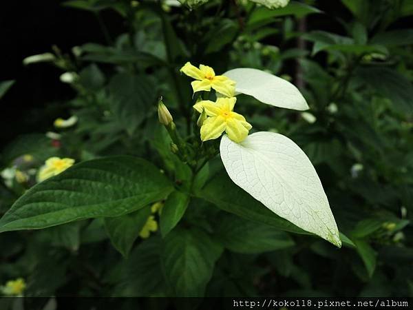 105.6.5 十八尖山-黃萼花(矮玉葉金花).JPG