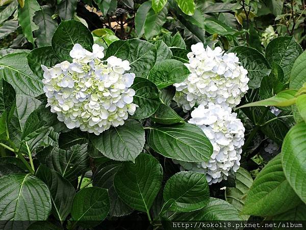 105.6.5 十八尖山-繡球花.JPG