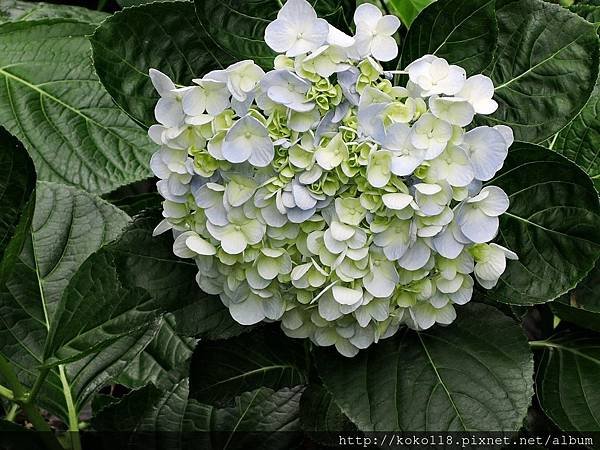 105.6.5 十八尖山-繡球花2.JPG