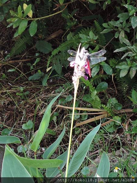 105.6.18 東山濕地生態教學公園-水竹芋,霜白蜻蜓.JPG
