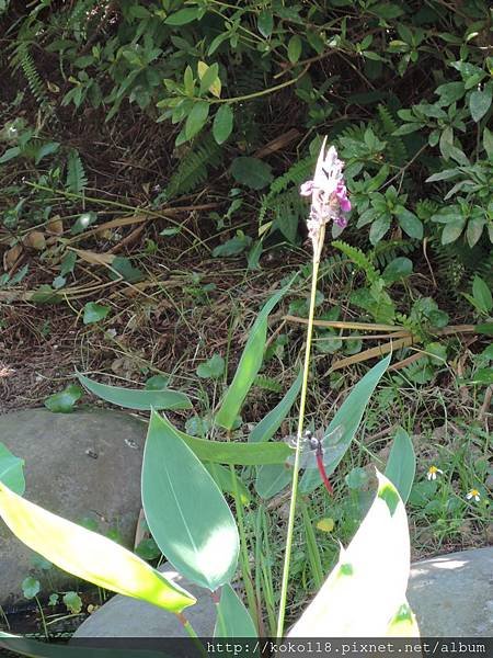 105.6.18 東山濕地生態教學公園-水竹芋,霜白蜻蜓1.JPG