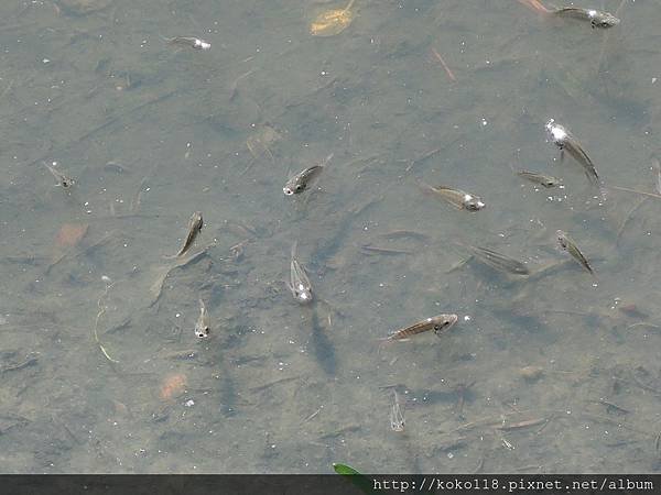 105.9.16 博愛小憩-魚.JPG