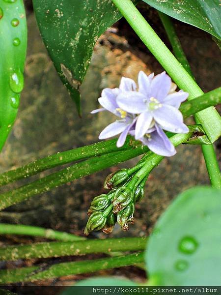 105.9.18 湖畔料亭-鴨舌草(花與實).JPG