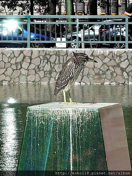 105.11.20 麗池-夜鷺(亞成鳥).JPG