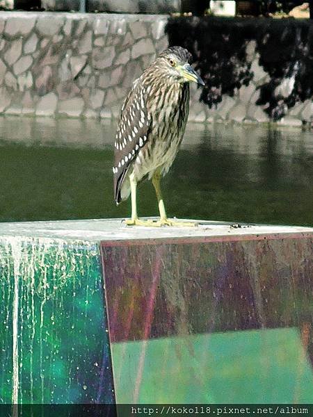 105.11.20 麗池-夜鷺(亞成鳥)2.JPG