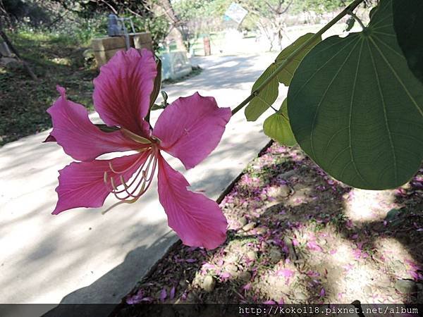 105.12.11 新竹公園-艷紫荊4.JPG