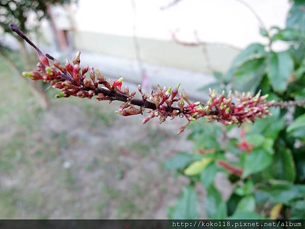 105.12.18 國小-紅樓花.JPG