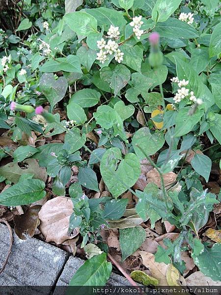 105.12.24 新竹高中-紫背草,火炭母草,華九頭獅子草.JPG
