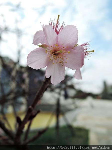 106.1.21 新竹公園-河津櫻3.JPG