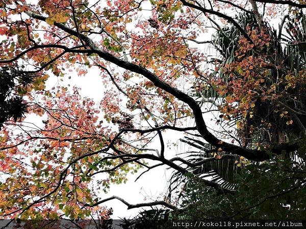 106.1.30 新竹公園-烏桕2.JPG