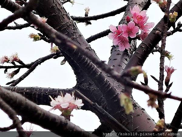 106.1.30 新竹公園-寒櫻.JPG