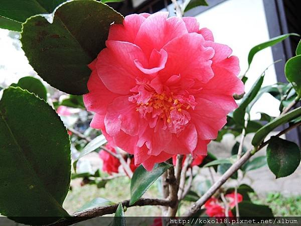 106.2.28 湖畔料亭-茶花1.JPG