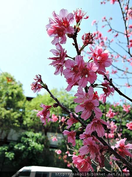 106.4.2 新竹市青少年館-山櫻花.JPG