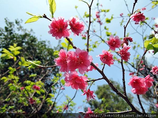 106.4.8 新竹公園-八重櫻.JPG