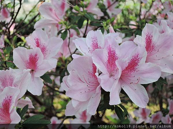 106.4.8 新竹公園-杜鵑花11.JPG