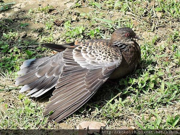 106.4.8 新竹公園-金背鳩.JPG